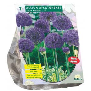 Baltus Allium Aflatunense Purple Sensation bloembollen per 7 stuks